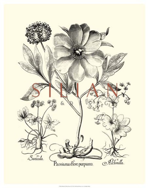 Black and White Besler Peony I