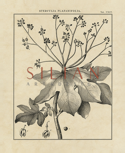 Vintage Botanical Study