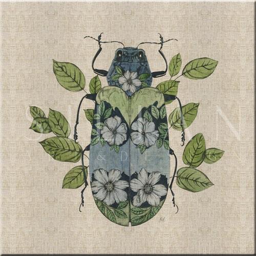 Nature Study in Butterflies‎  VI