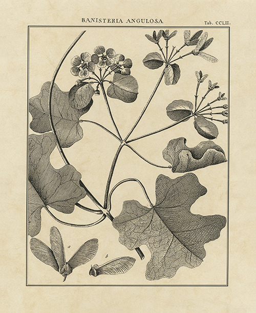 Vintage Botanical Study