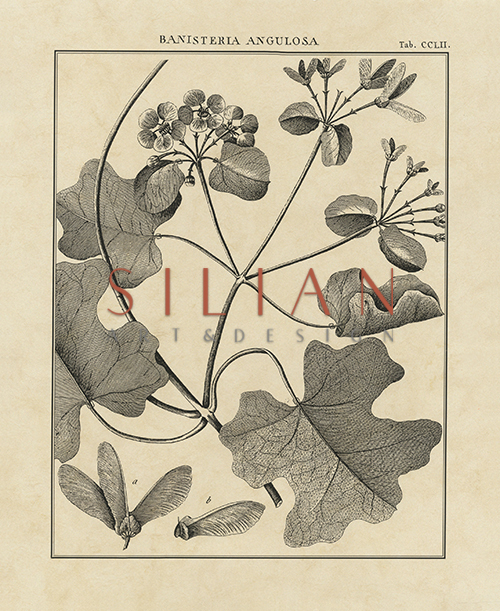 Vintage Botanical Study