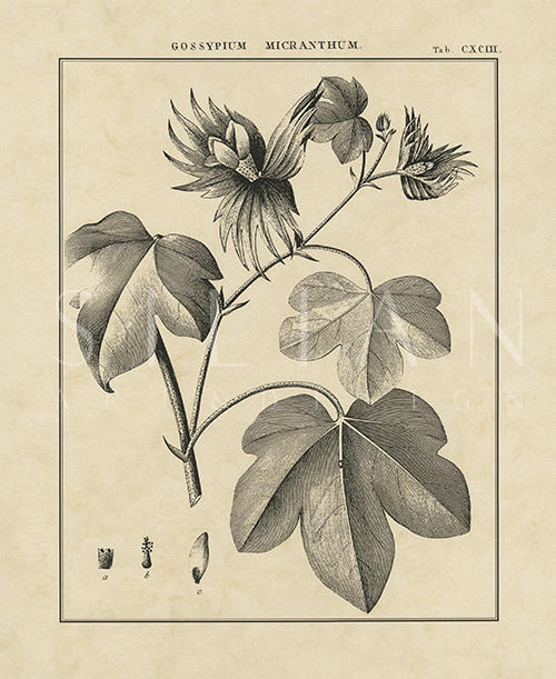 Vintage Botanical Study