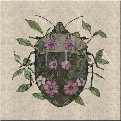 Nature Study in Butterflies‎  V