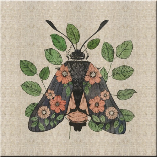 Nature Study in Butterflies‎  II