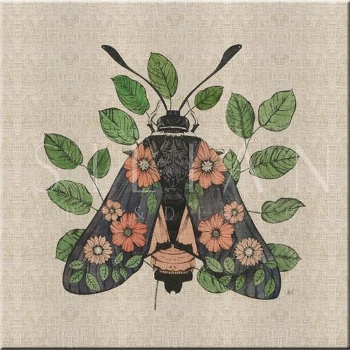 Nature Study in Butterflies‎  II