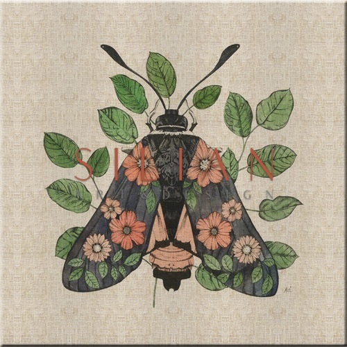 Nature Study in Butterflies‎  II