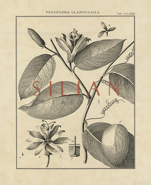 Vintage Botanical Study