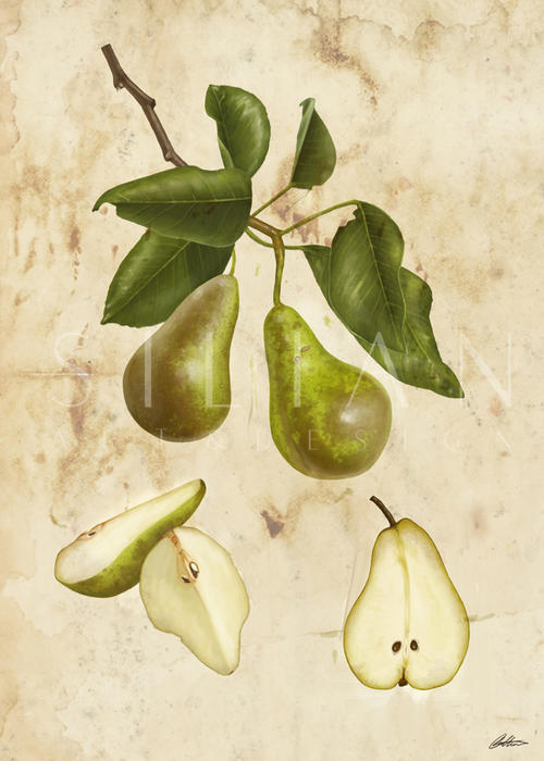 Pears