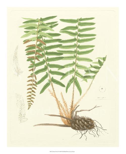 Eaton Ferns IV