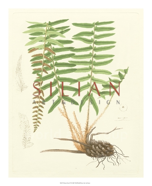 Eaton Ferns IV