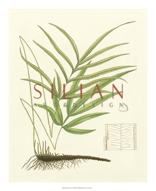 Eaton Ferns I