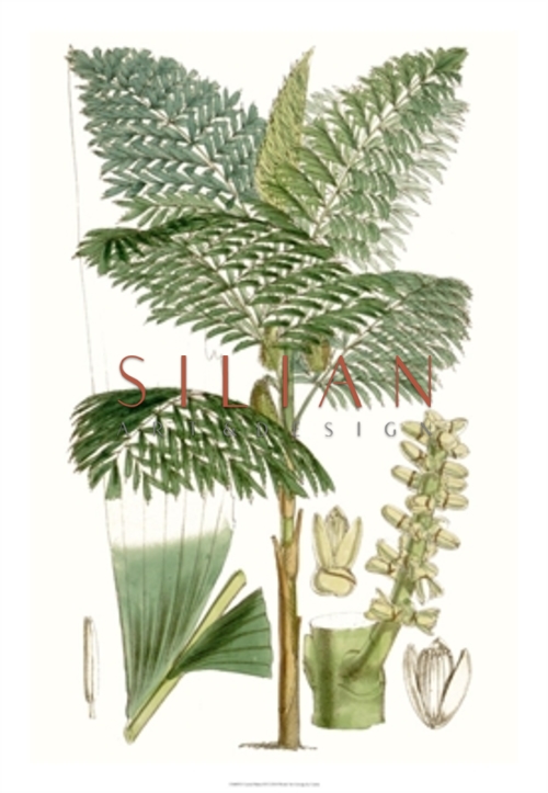 Curtis Palms II