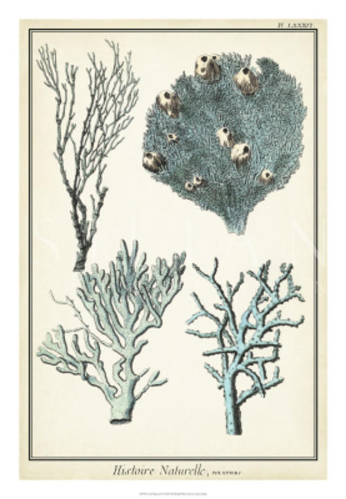 Coral Species II