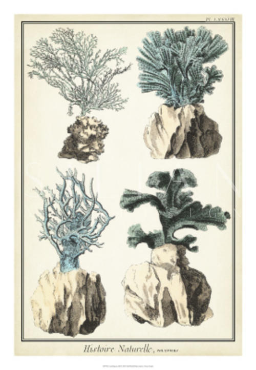 Coral Species III