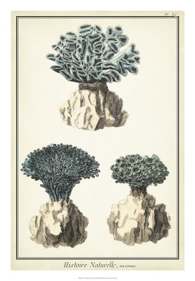 Coral Species I