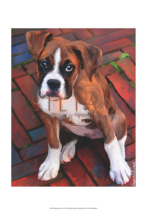 Baby Boxer