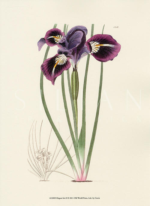 Elegant Iris I