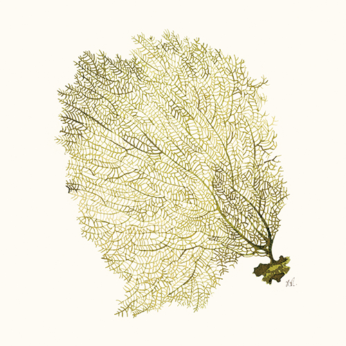 Coral