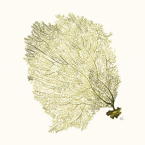 Coral