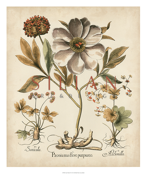 Ivory Peonies III