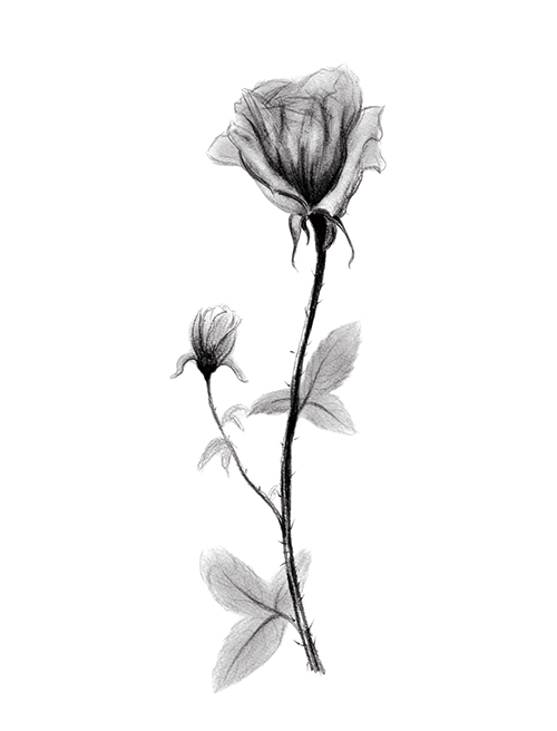 素描花朵 I