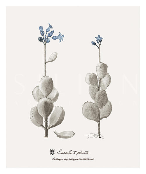 蓝色的植物 III
