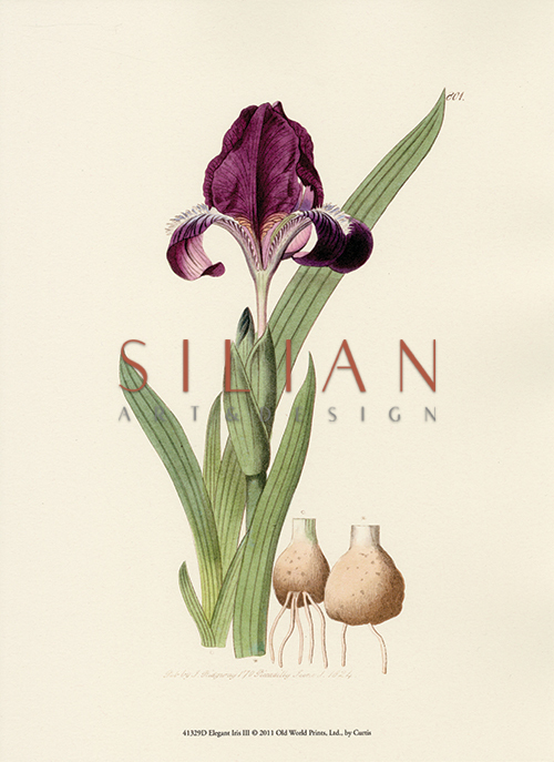 Elegant Iris II