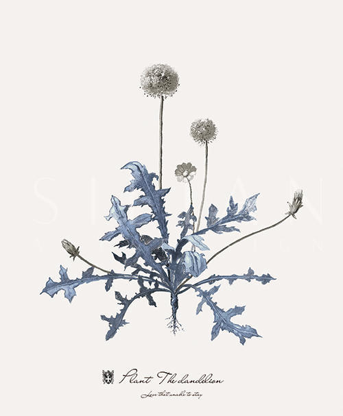 蓝色的植物 IV