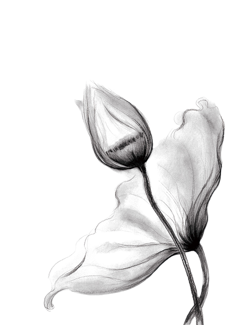素描花朵 V