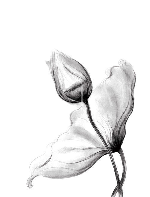 素描花朵 V