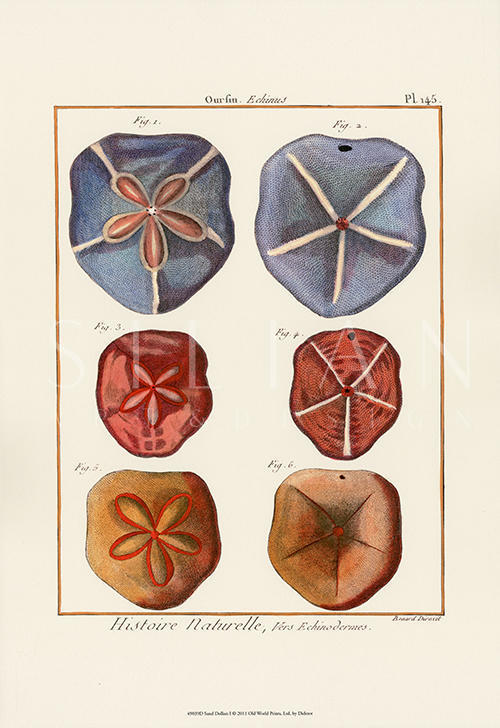 Sand Dollars IV