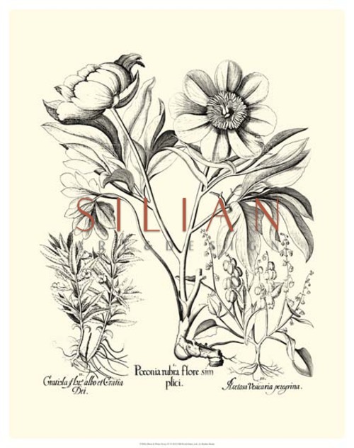 Crackled B&W Besler Peony I