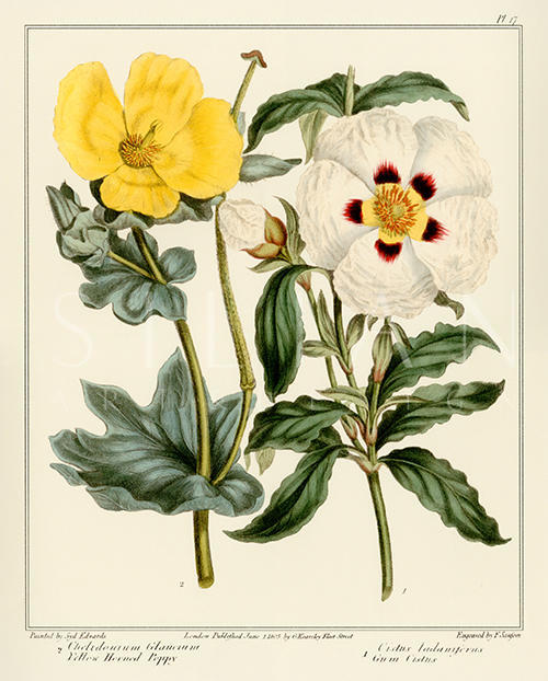 Gardener's Delight I