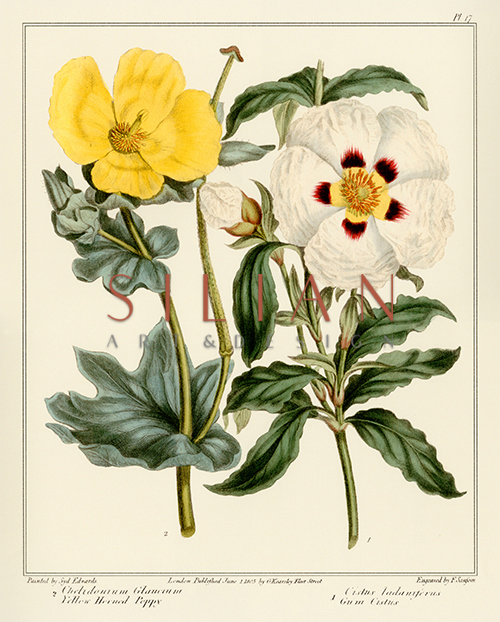Gardener's Delight I