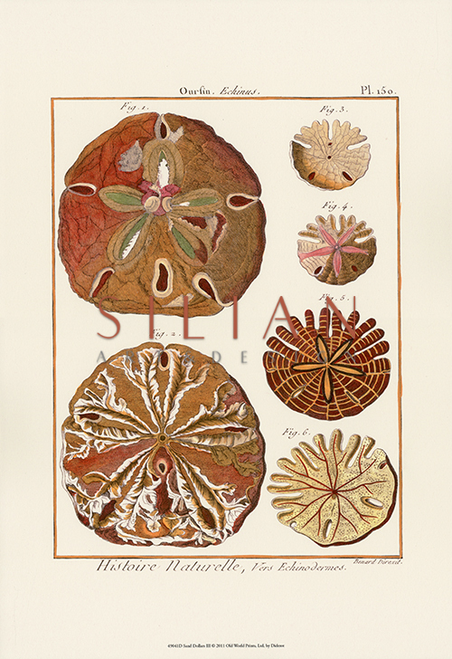 Sand Dollars II