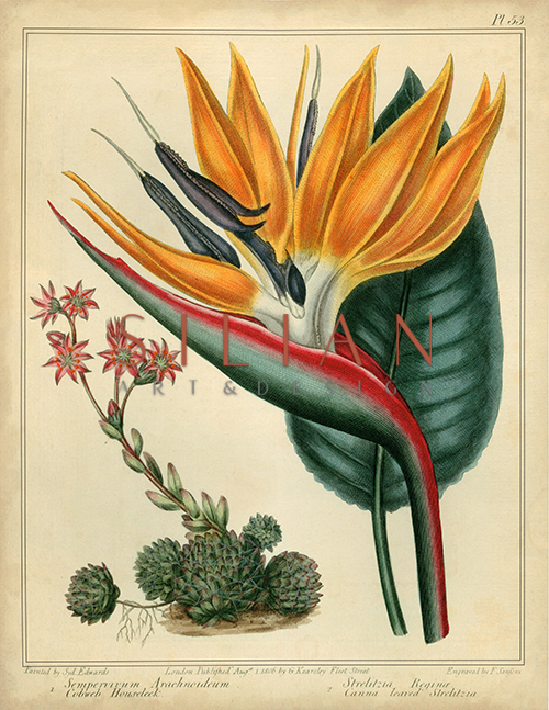Golden Bird of Paradise I