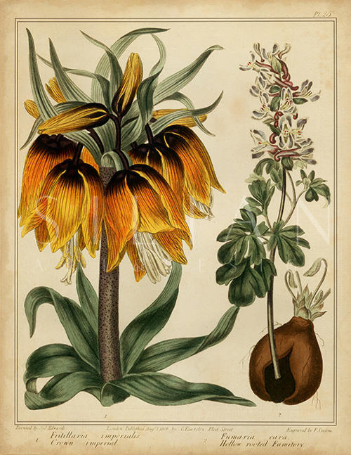 Golden Bird of Paradise II
