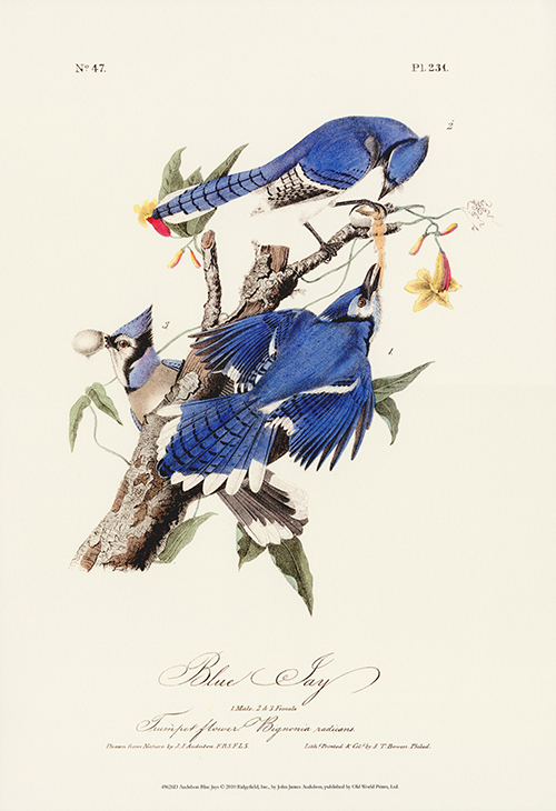 Audubon Blue Jays I