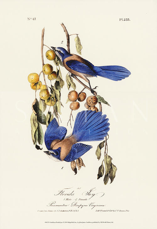 Audubon Blue Jays II