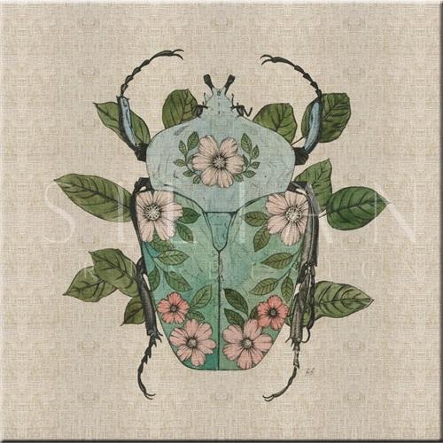 Nature Study in Butterflies‎  III