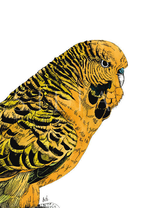 Tropical Parrot Ⅵ