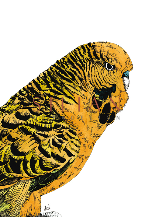 Tropical Parrot Ⅵ
