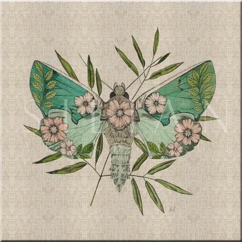 Nature Study in Butterflies‎  I