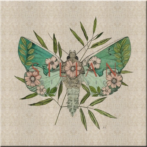 Nature Study in Butterflies‎  I