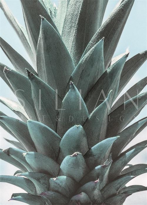 Pineapple Leaves