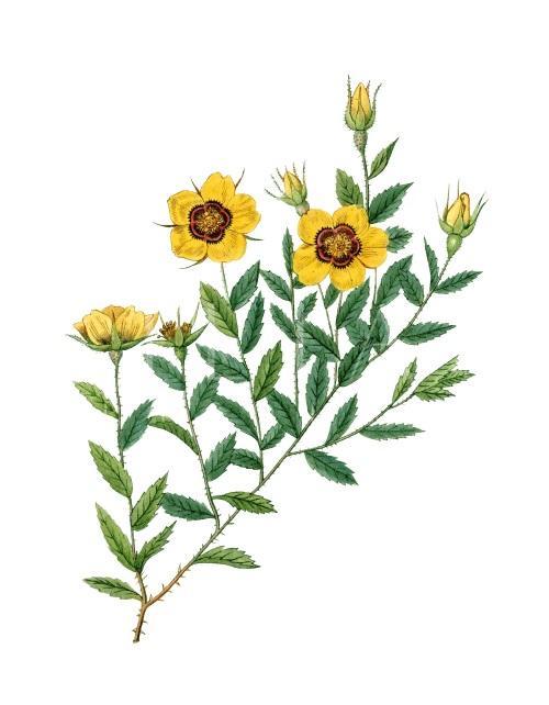 Bright Wild Flowers IV