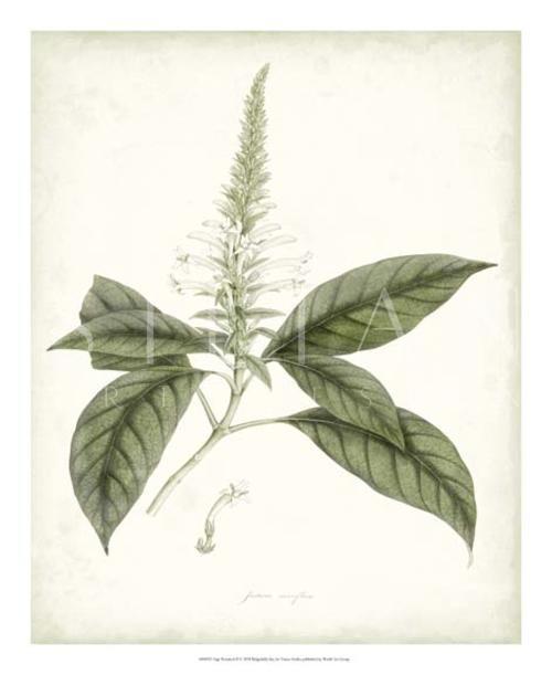 Sage Botanical II