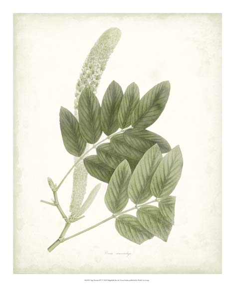 Sage Botanical III