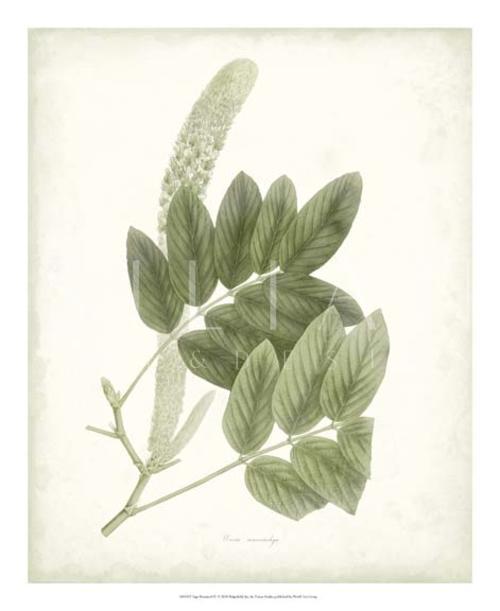 Sage Botanical III