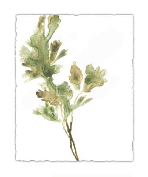 Earthtone Herbs I